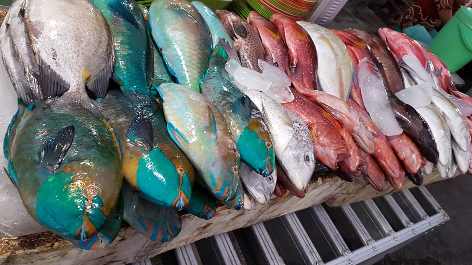 fishes at the kupang night market