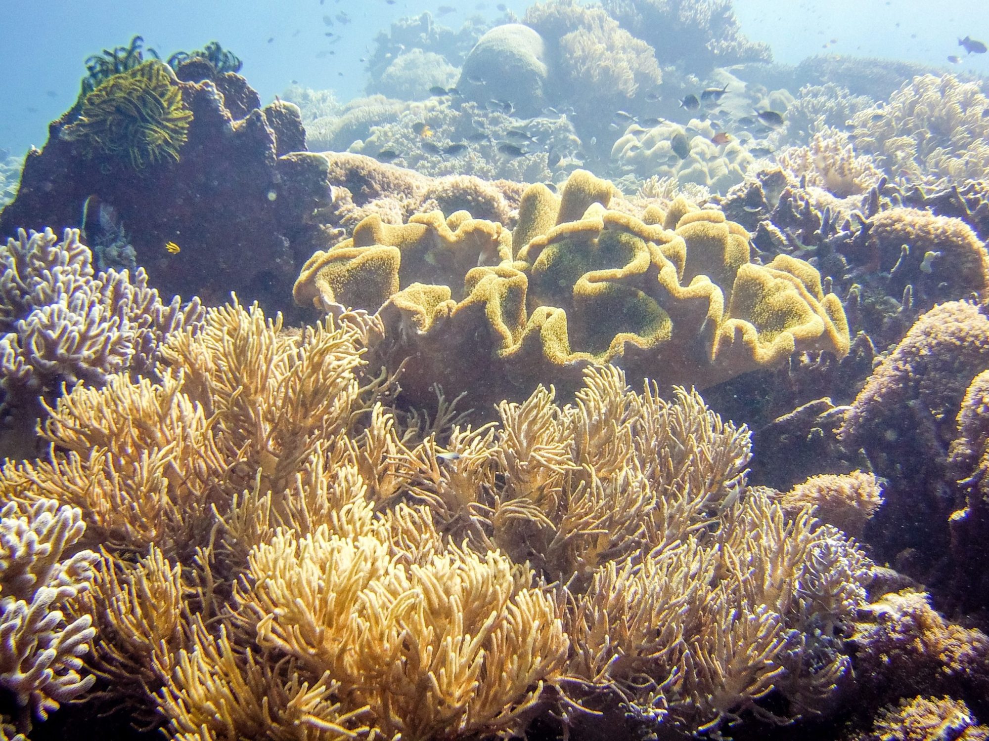Diving East Timor - very healthy reef