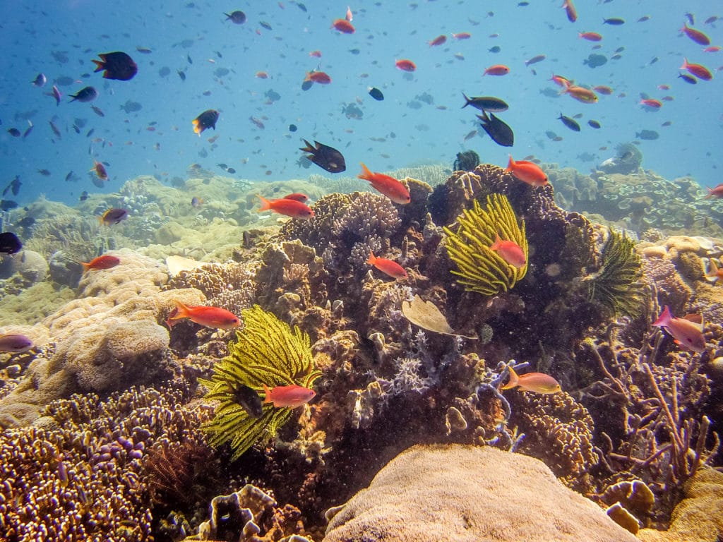 Diving East Timor on the worlds best coral reefs Atarau