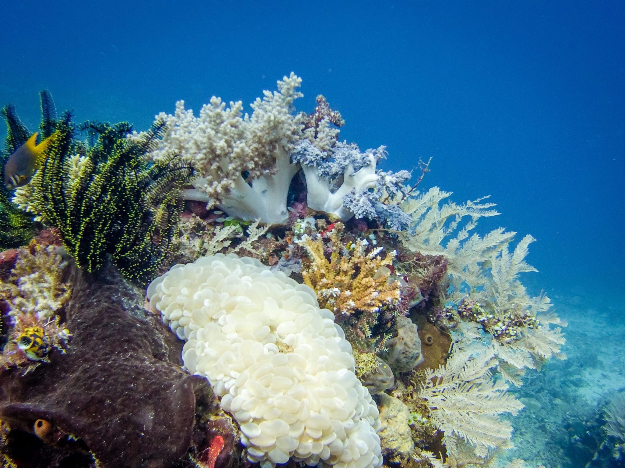 Diving East Timor - beautiful corals