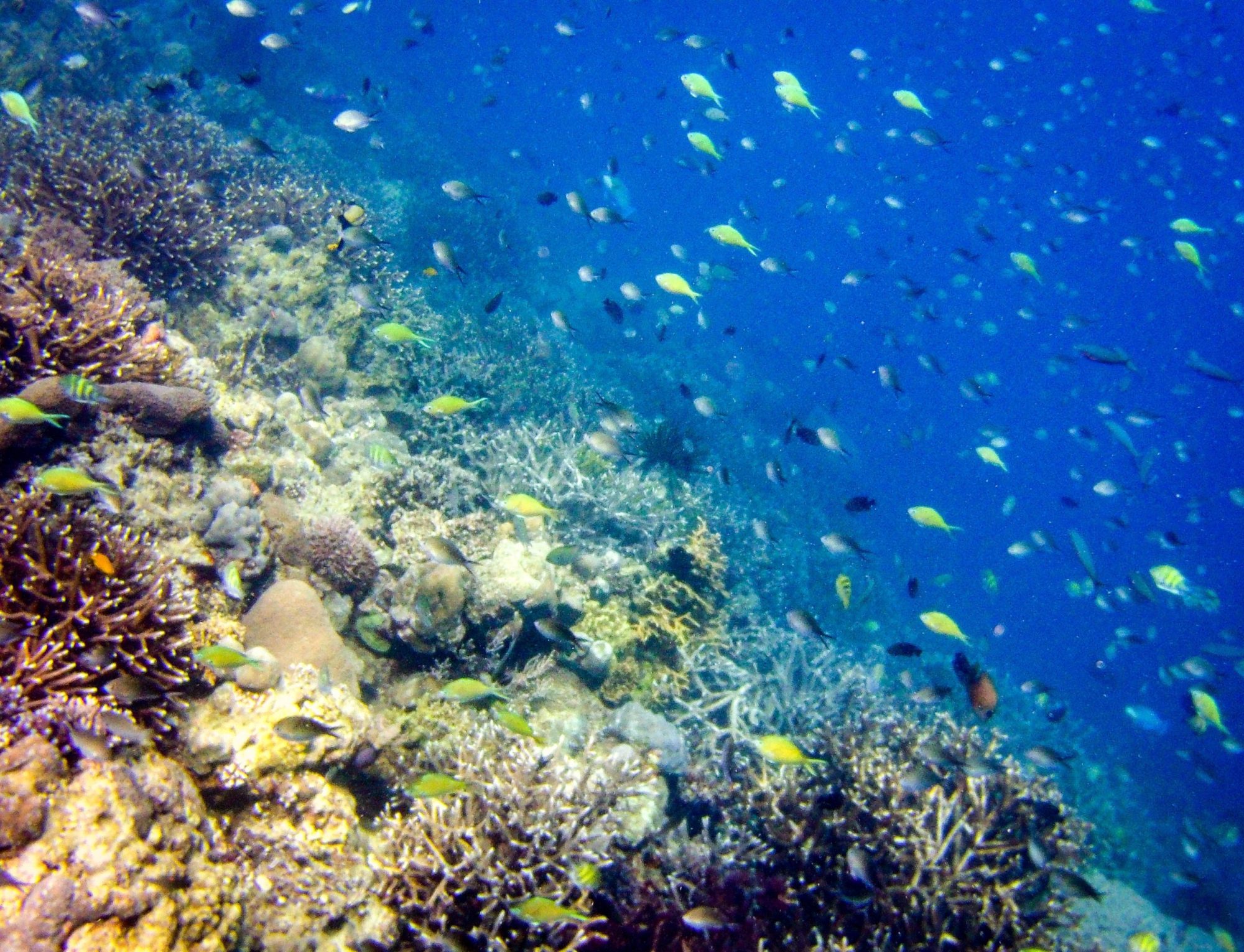 Diving in Maumere- healthy reefs