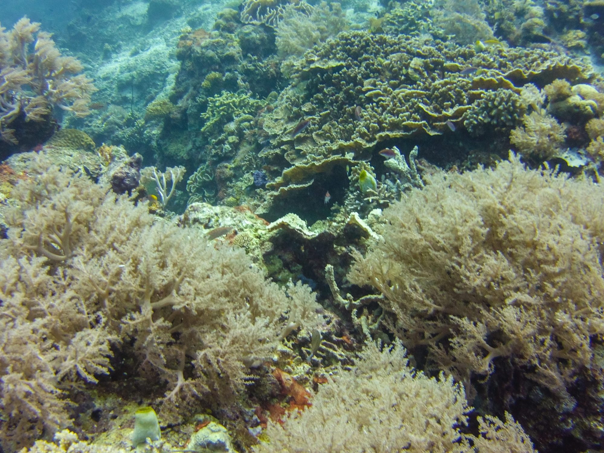 Diving in Maumere- coral reefs