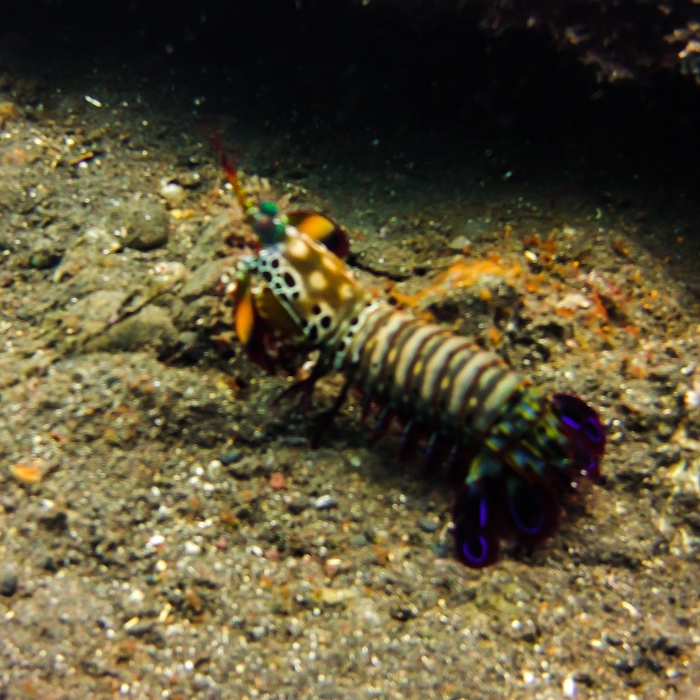 Diving Tulamben - Manta shrimp