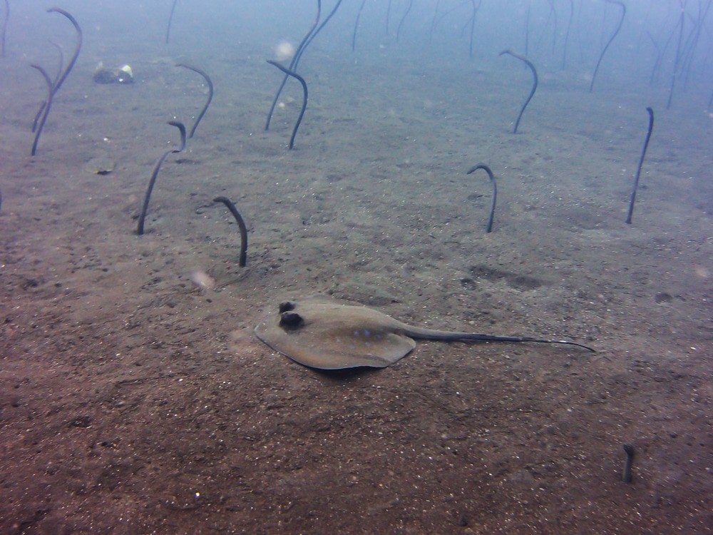Diving Tulamben - eels and stringray