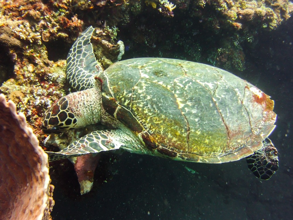 Diving Tulamben - turtle