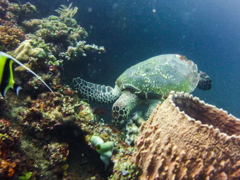 Diving in Bali: The Best Dive Sites by Region, From Someone Who Lives Here (2026) Green turtle grazing coral on the USAT Liberty wreck at Tulamben, Bali