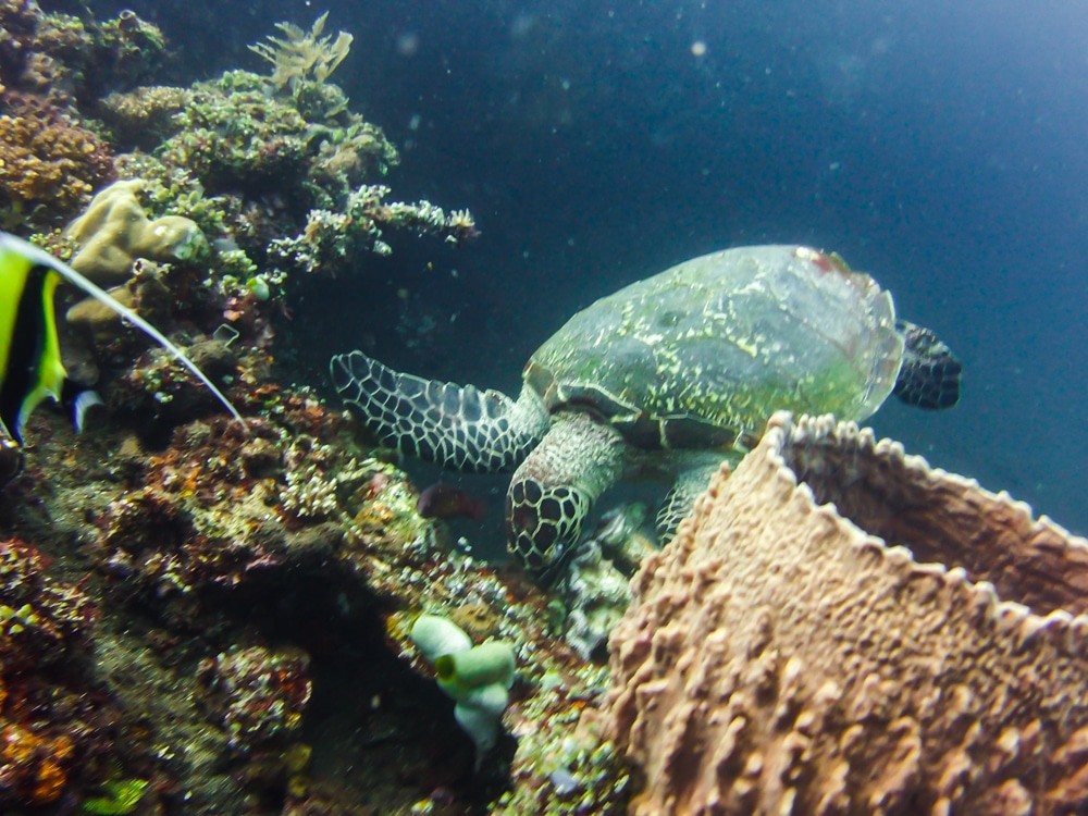 Diving in Tulamben turtle eating corals