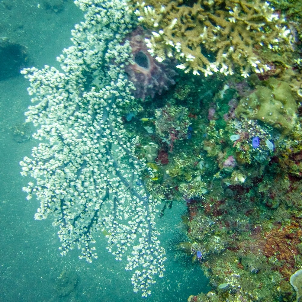 Diving Tulamben - soft corals at Liberty Wreck
