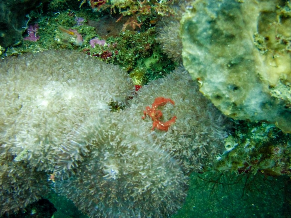 Diving Tulamben  - Orang Hutan crab
