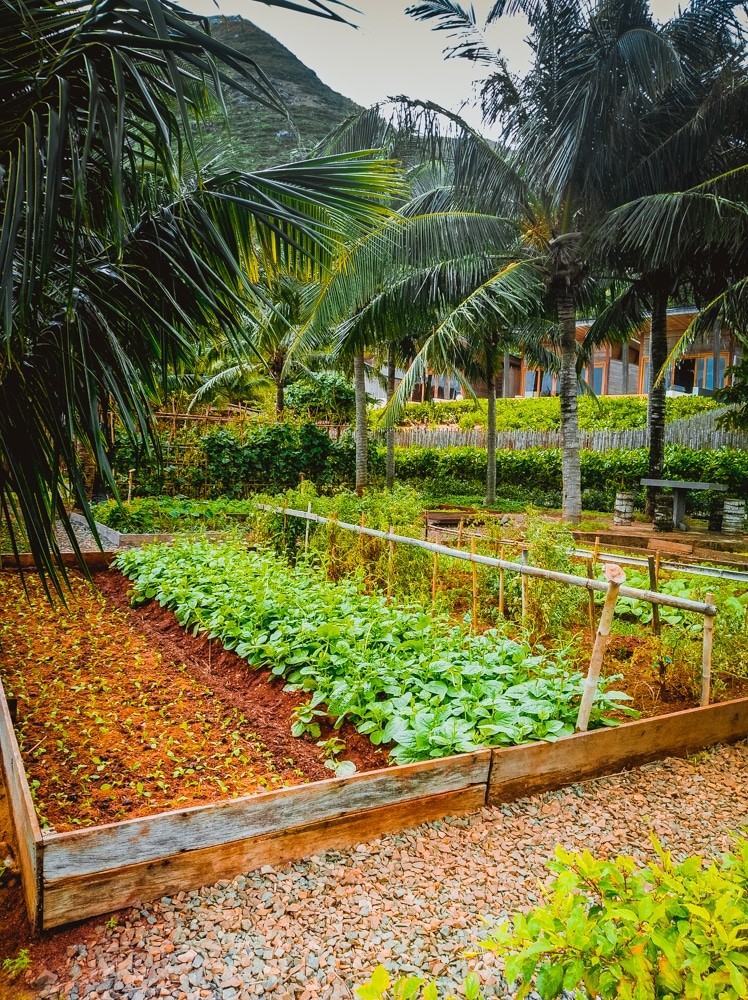 Review of Six Senses Con Dao resort -the organic garden