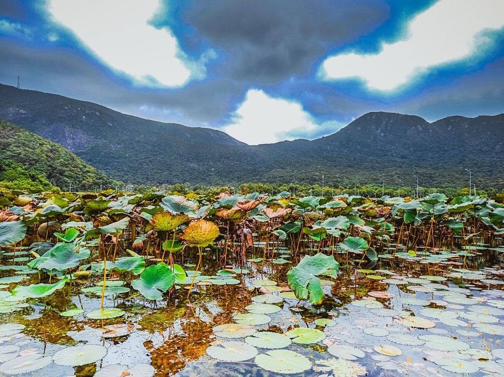 What to do in Con Dao - the lilies lake