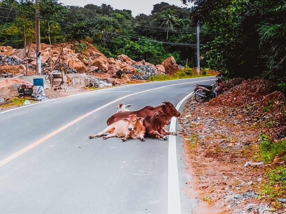 What to do in Con Dao - cows on the road