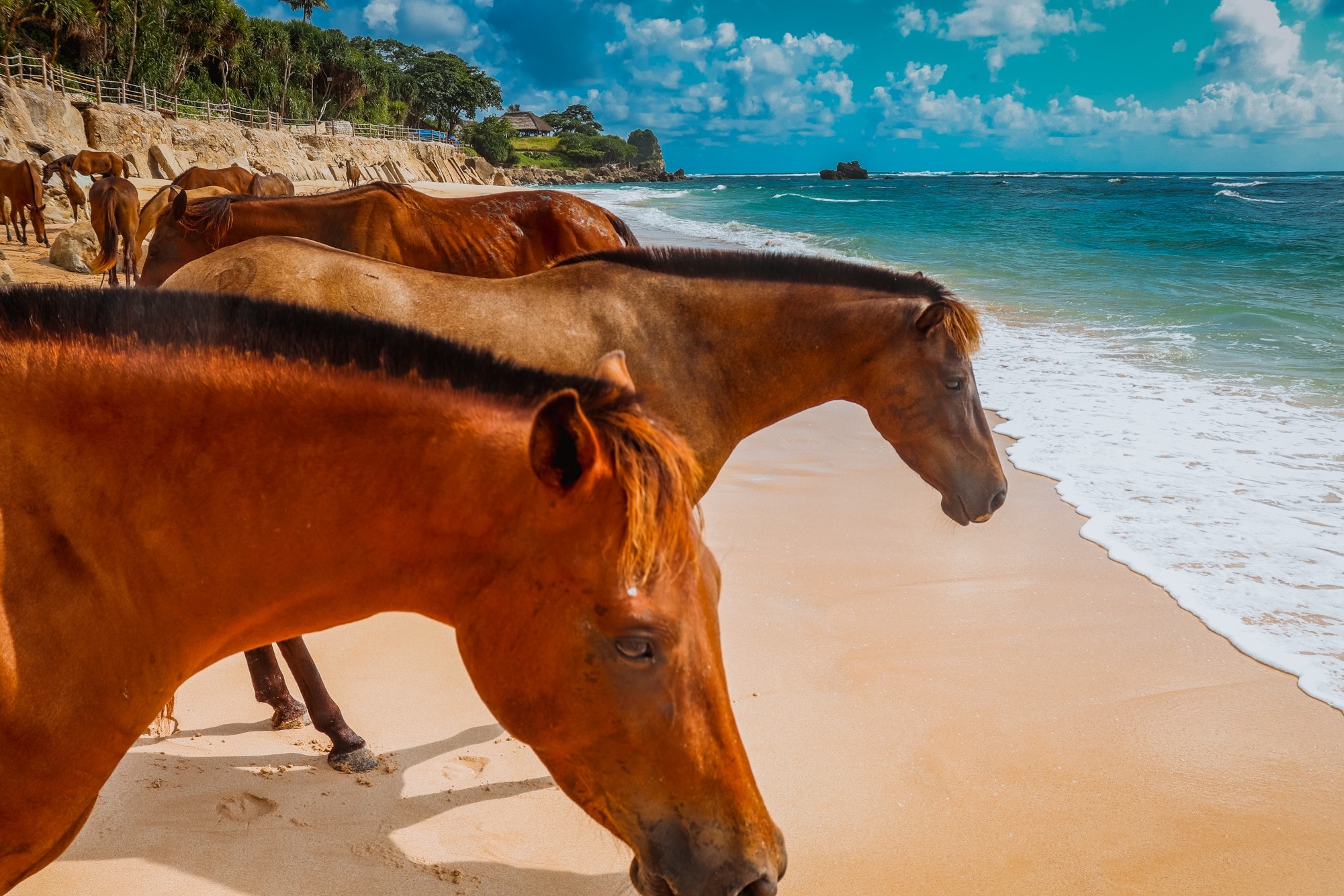 Nihi Sumba review - horses on the beach