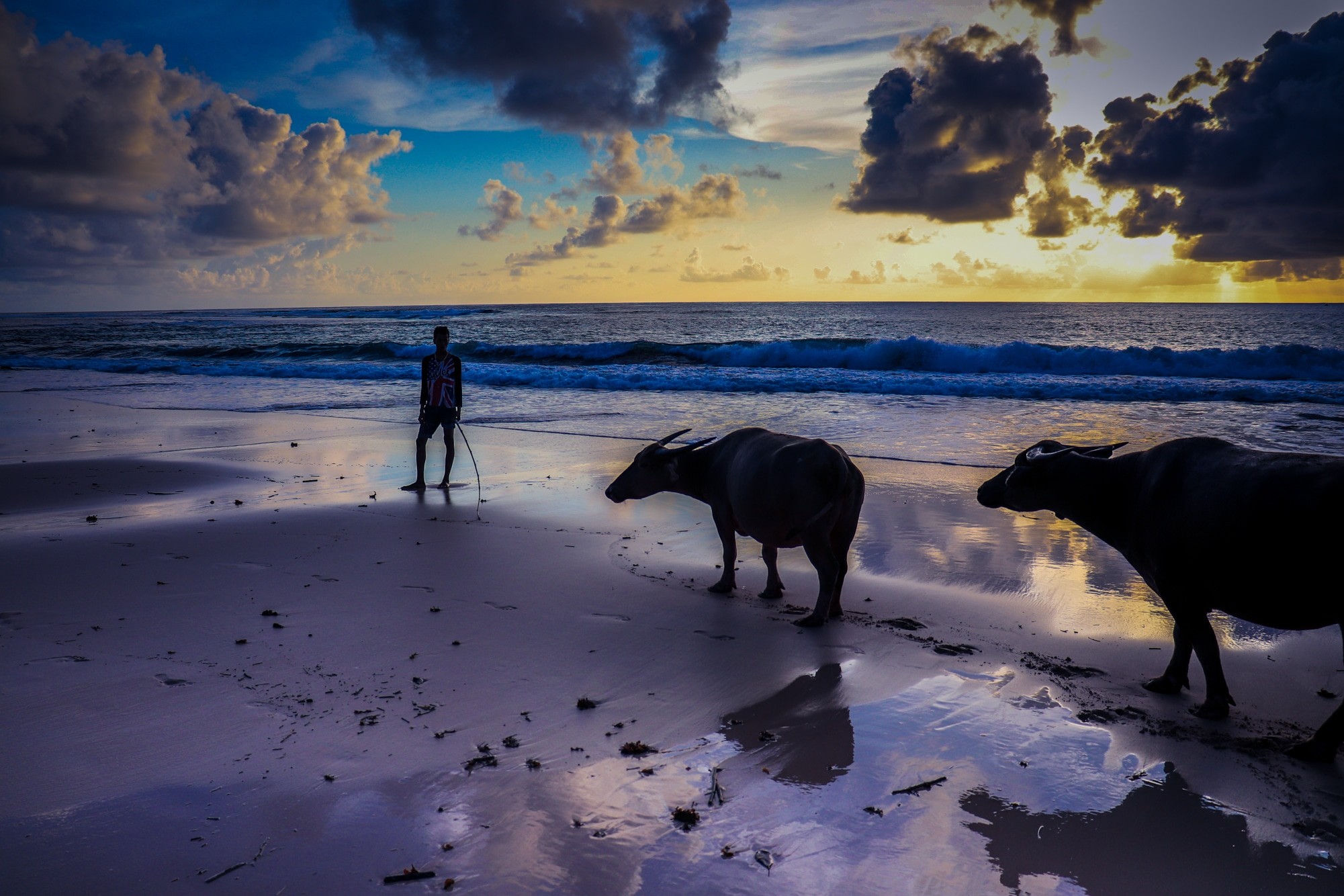 Nihi Sumba review - buffaloes on the beach
