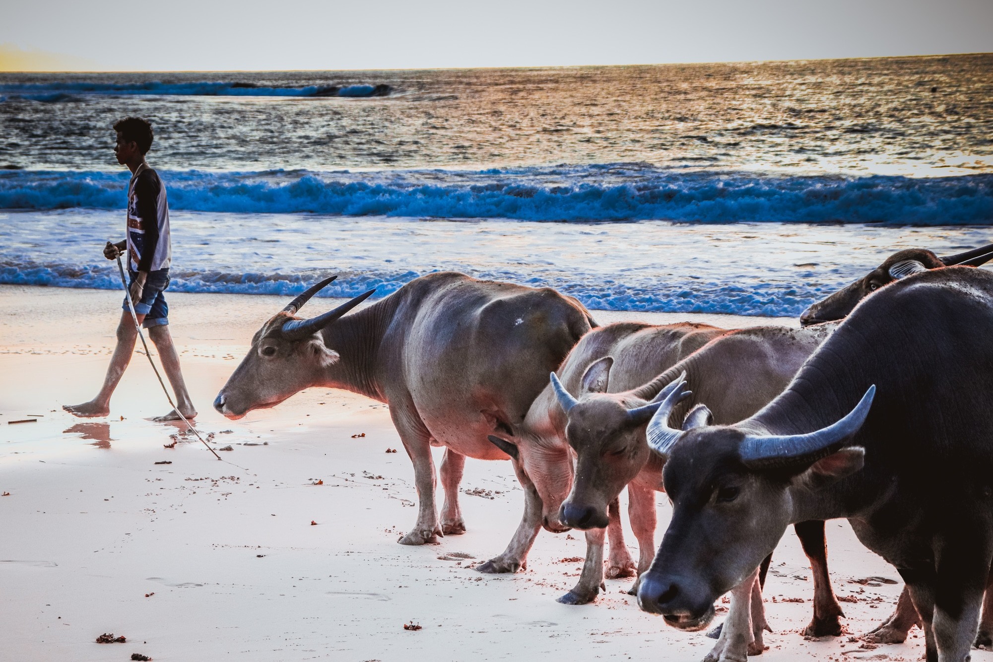 Exploring West Sumba - buffalos on Pero beach