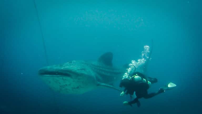 Panglao Dive Site