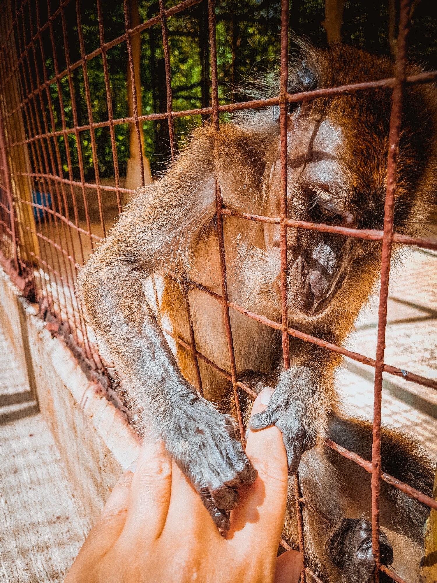 Donatela resort in Bohol - monkeys a the zoo
