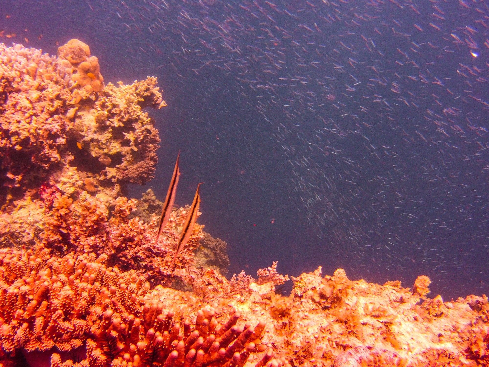 Bohol diving