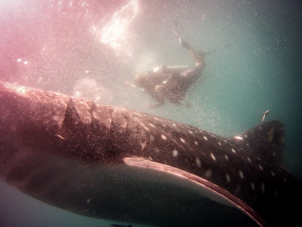 Whale shark cruising below the surface with a snorkeler behind, Triton Bay, Indonesia