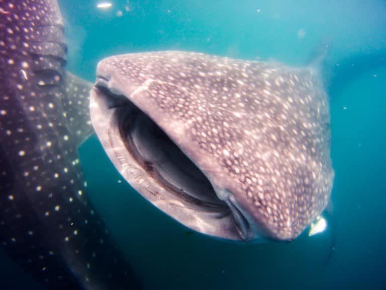Diving Triton Bay