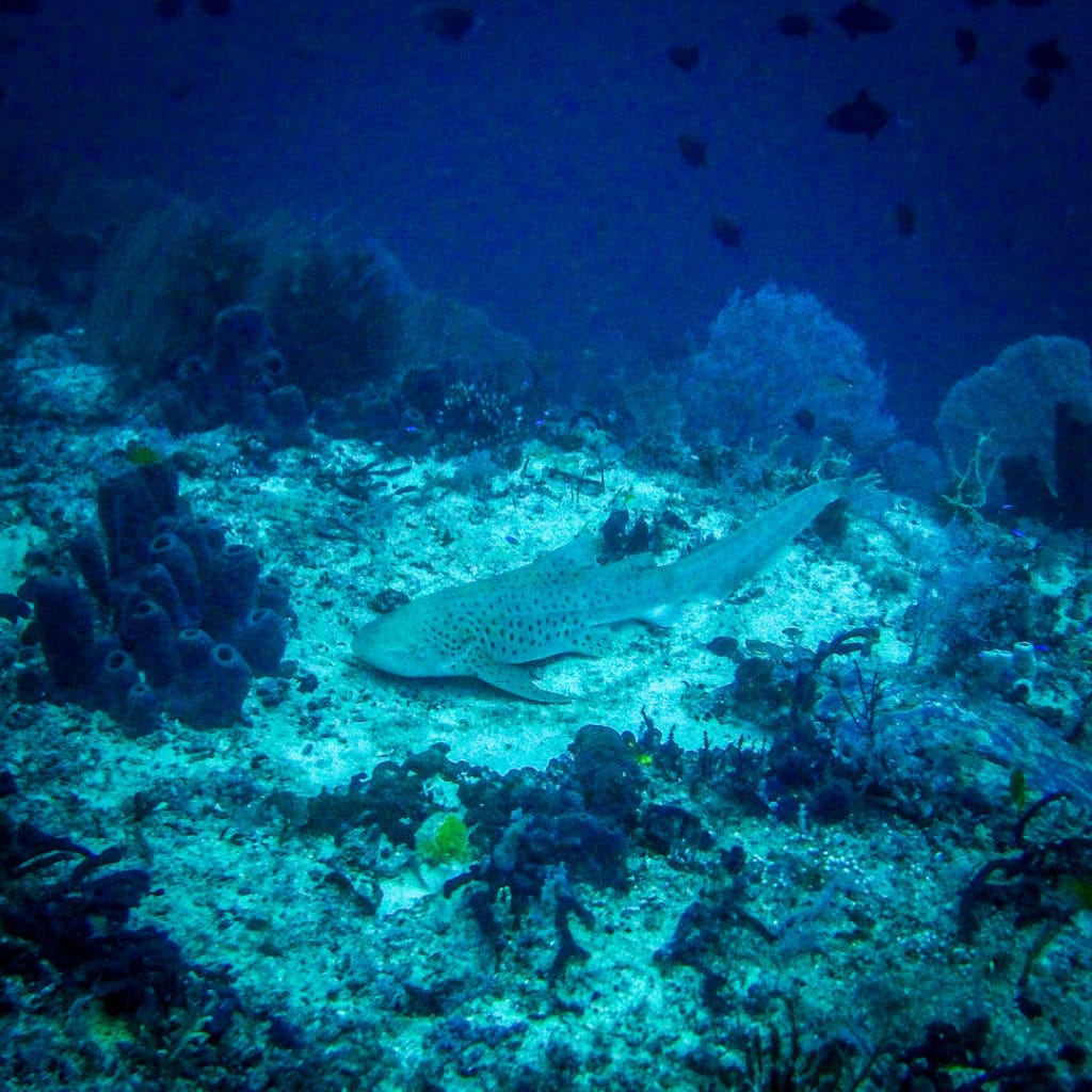 Wobbegong shark lying flat and camouflaged on the reef in turquoise water
