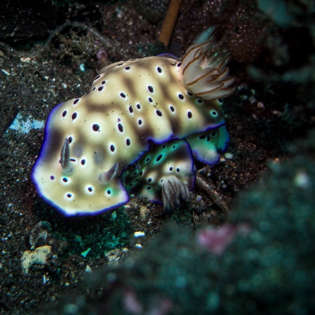 Is Amed the best diving in Bali?