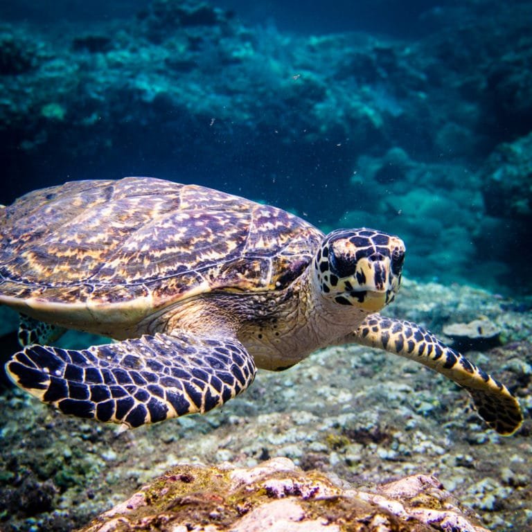Is Amed the best diving in Bali? turtle at Amed Pyramide dive site