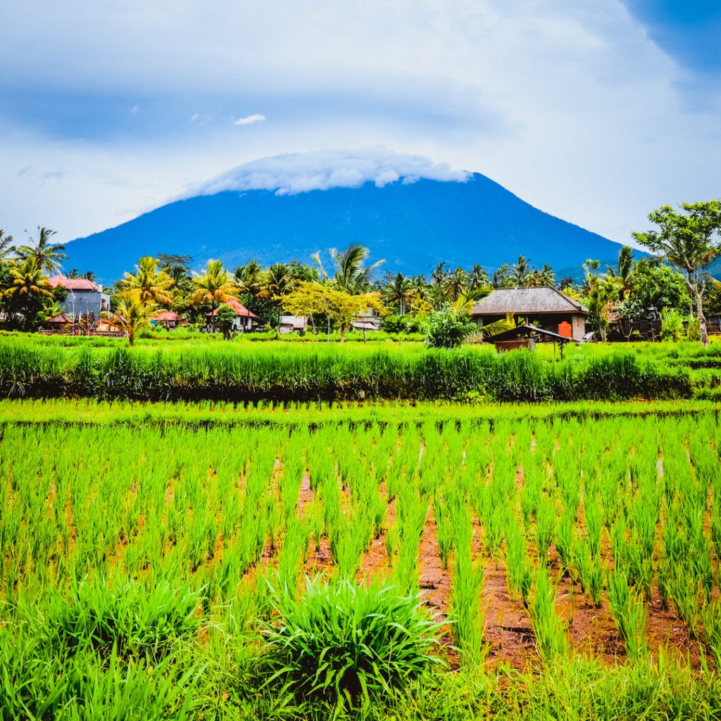 Tour of East Bali views of Mount agung and ricefield view