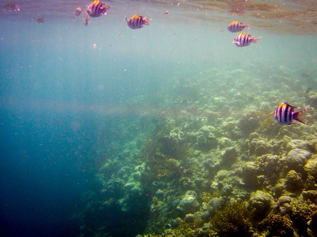 Snorkelling the shallow turquoise reef at Menjangan Island, Bali