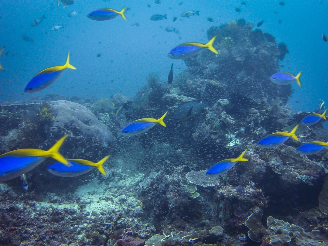 Raja Ampat diving: my reef