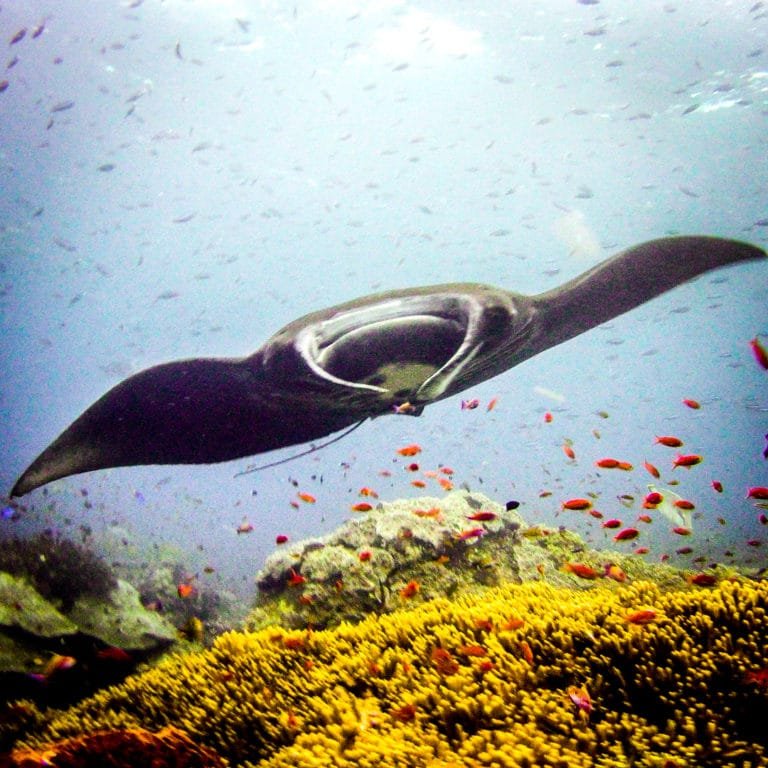 Is Raja Ampat the best diving in the world? Raja Ampat Dive site Shadow reef review