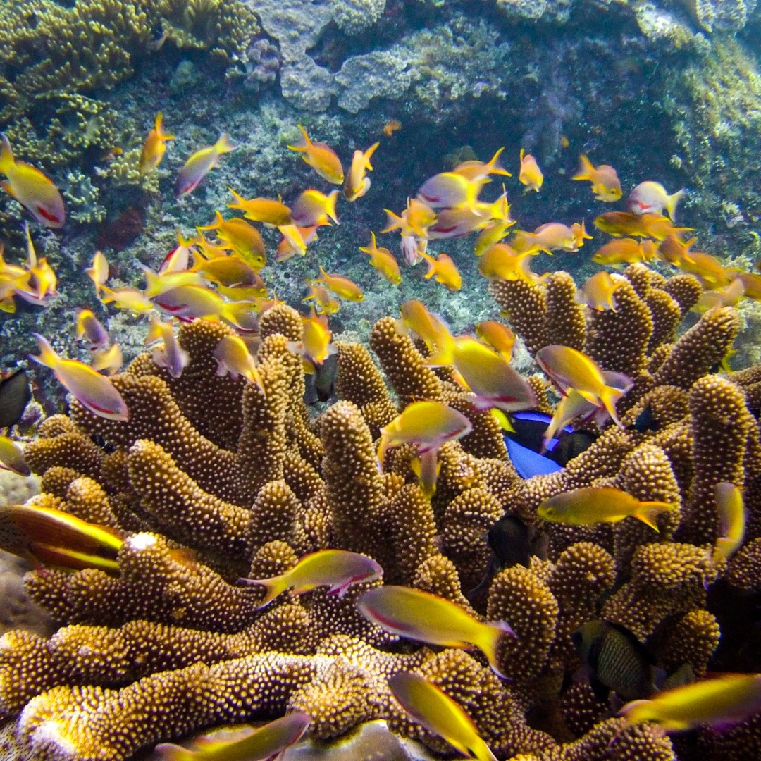 Raja Ampat Dive site: Shadow reef