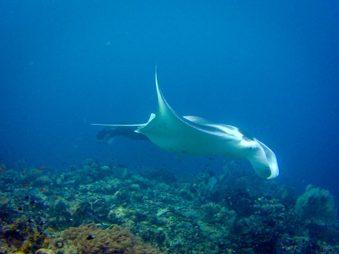 Raja Ampat Dive site: Shadow reef