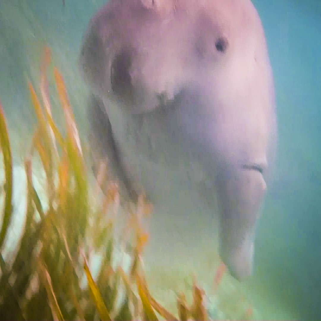 Dugong in Alor