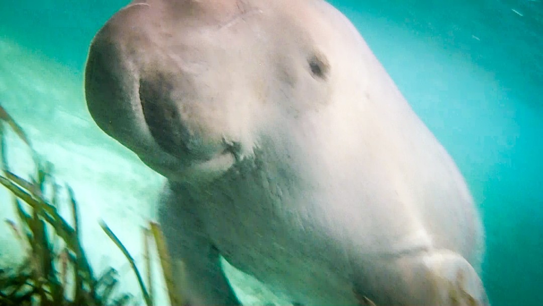 Dugong in Alor