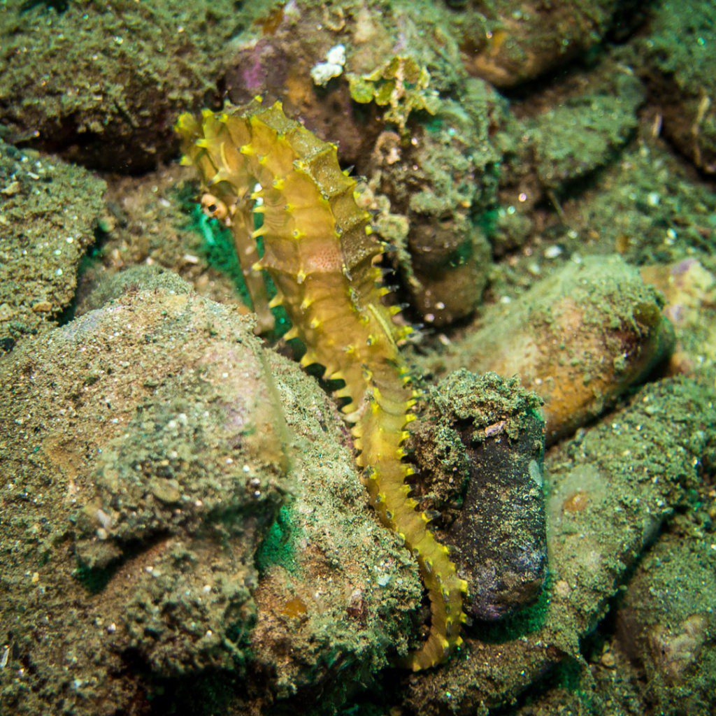 diving in Ambon Seahorse