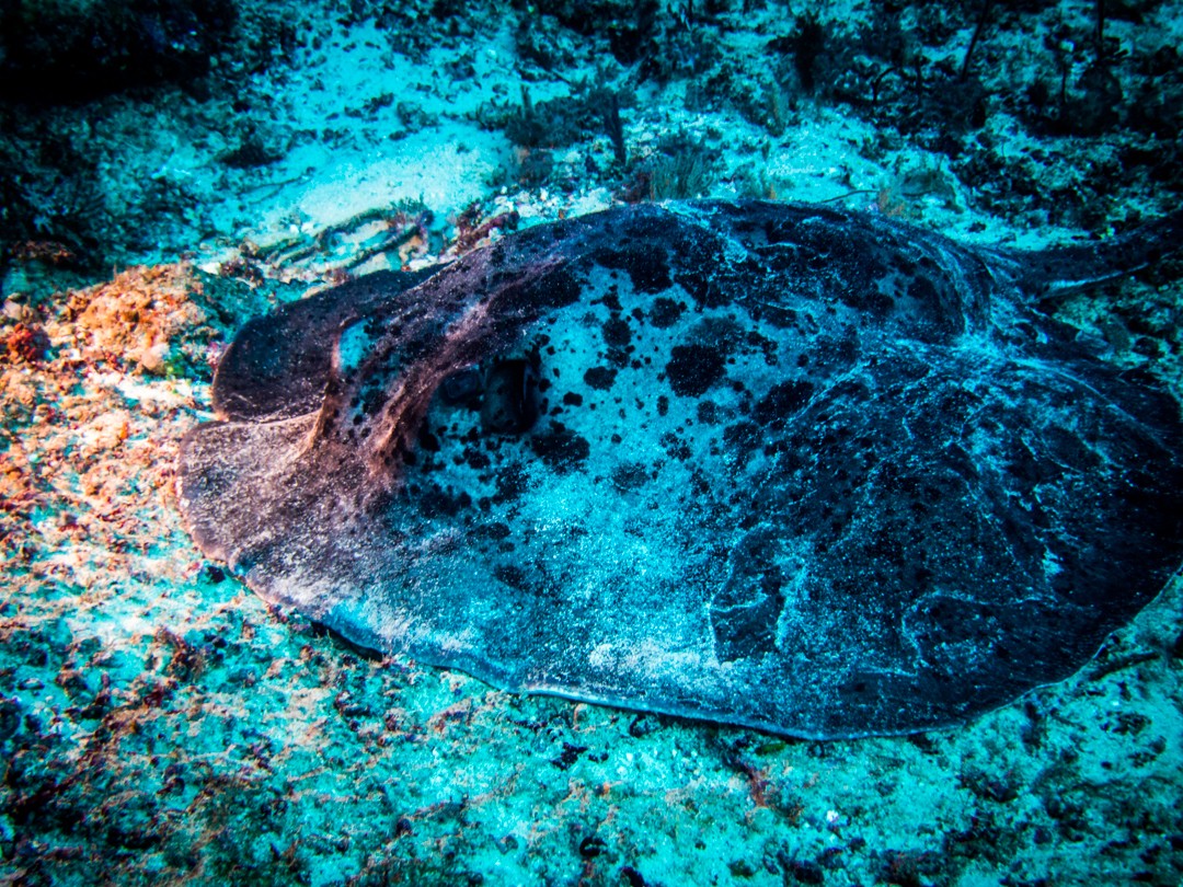 batacan diving indonesia marble ray