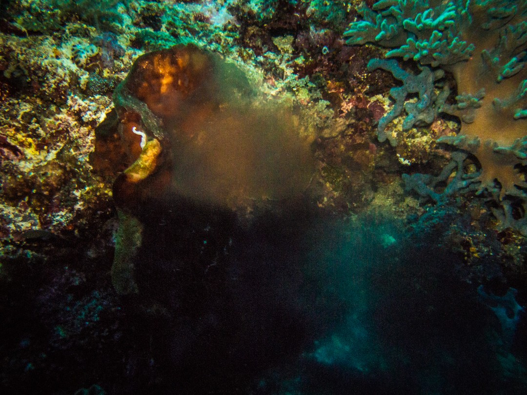 diving in serbete coral spawning
