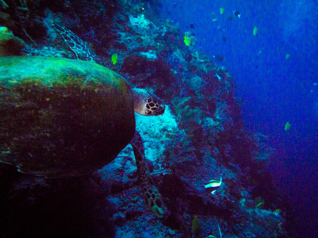 diving in serbete Turtle