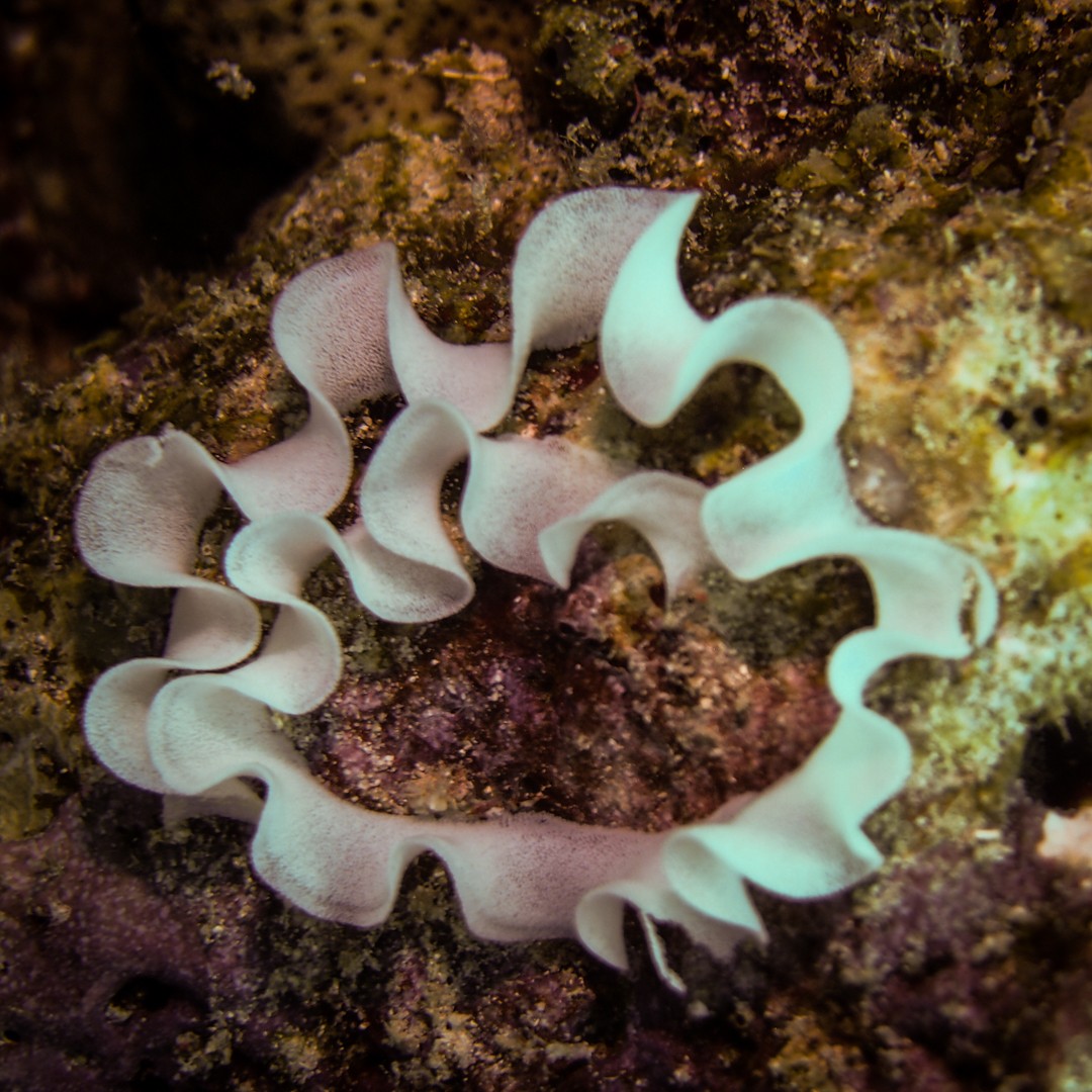 Diving in Maumere padang nudibranch eggsbatang