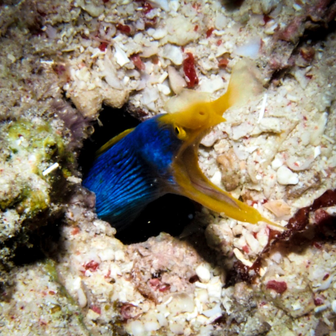 Diving in Maumere padang blue ribon eelsbatang