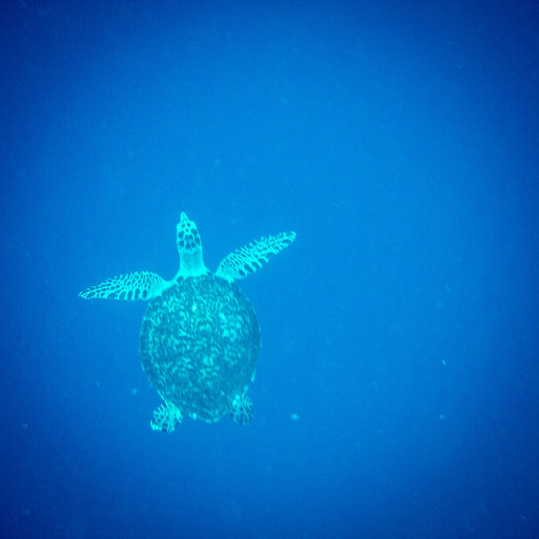 diving in wetar with a turtle