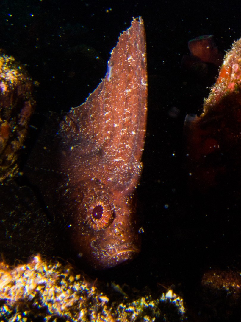diving in Alor Jetty pantar leaf fish