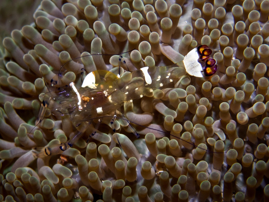 diving in Alor Jetty pantar shrimp