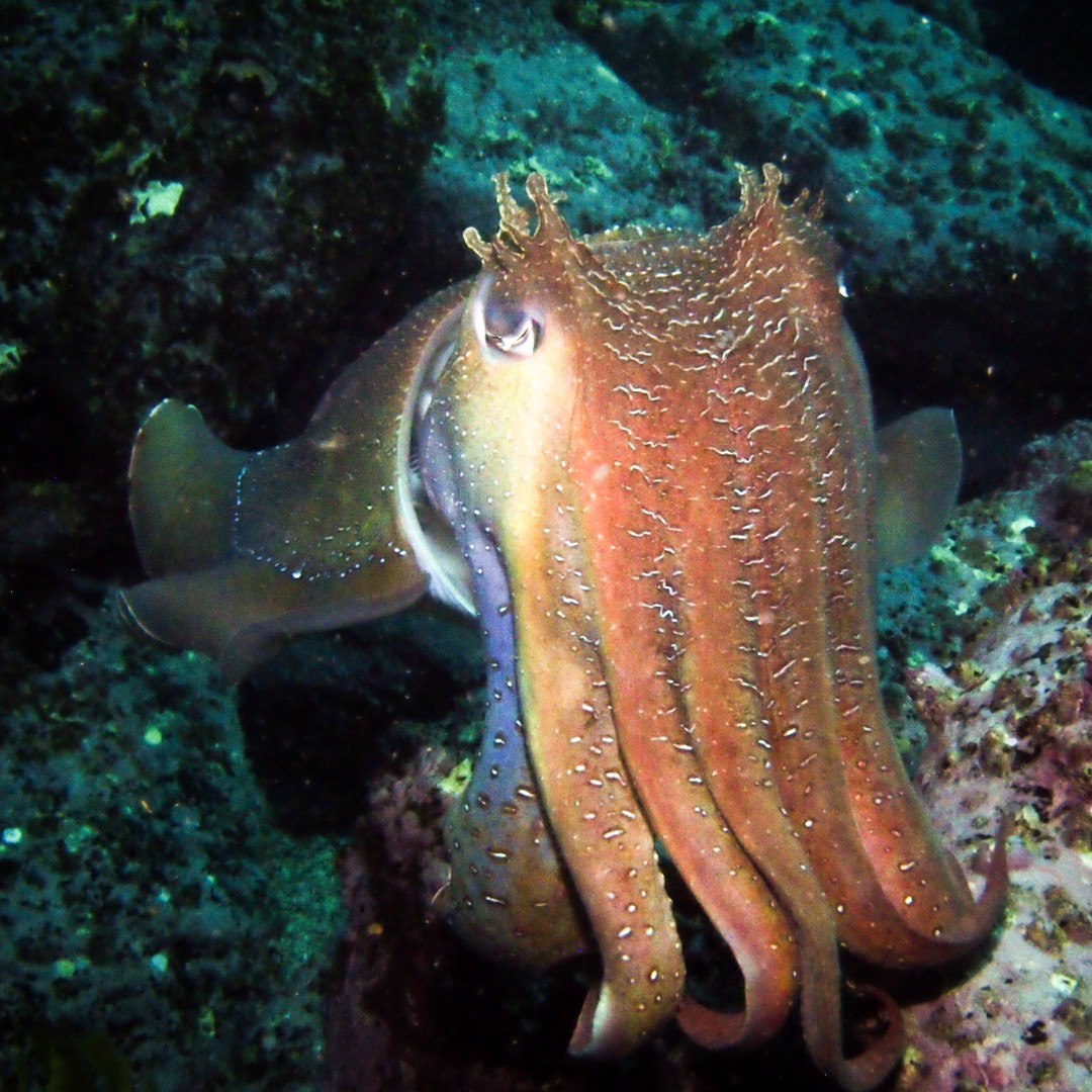 Sydney diving the apartement cuttlefish