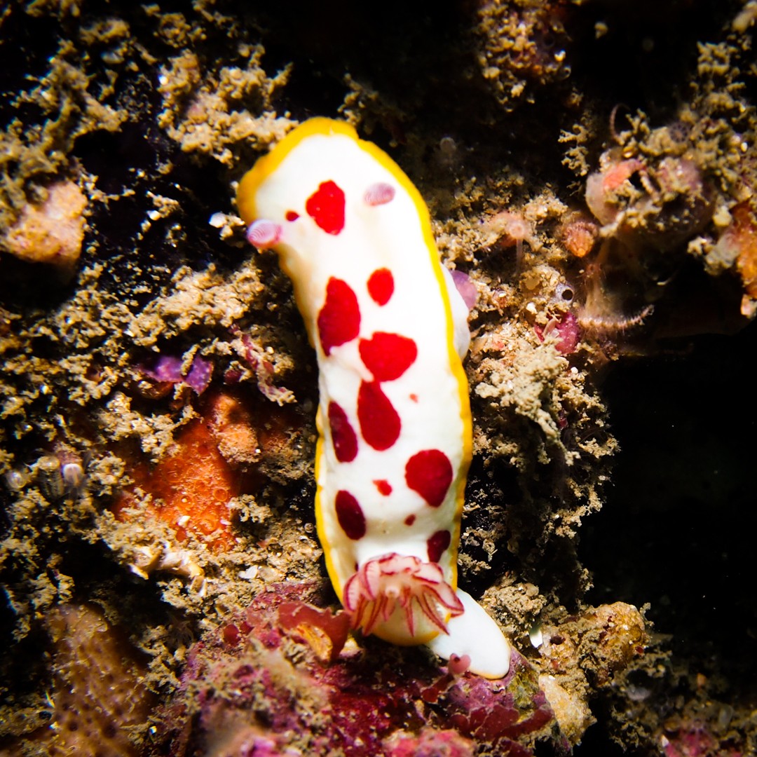 Sydney diving the apartement nudibranch
