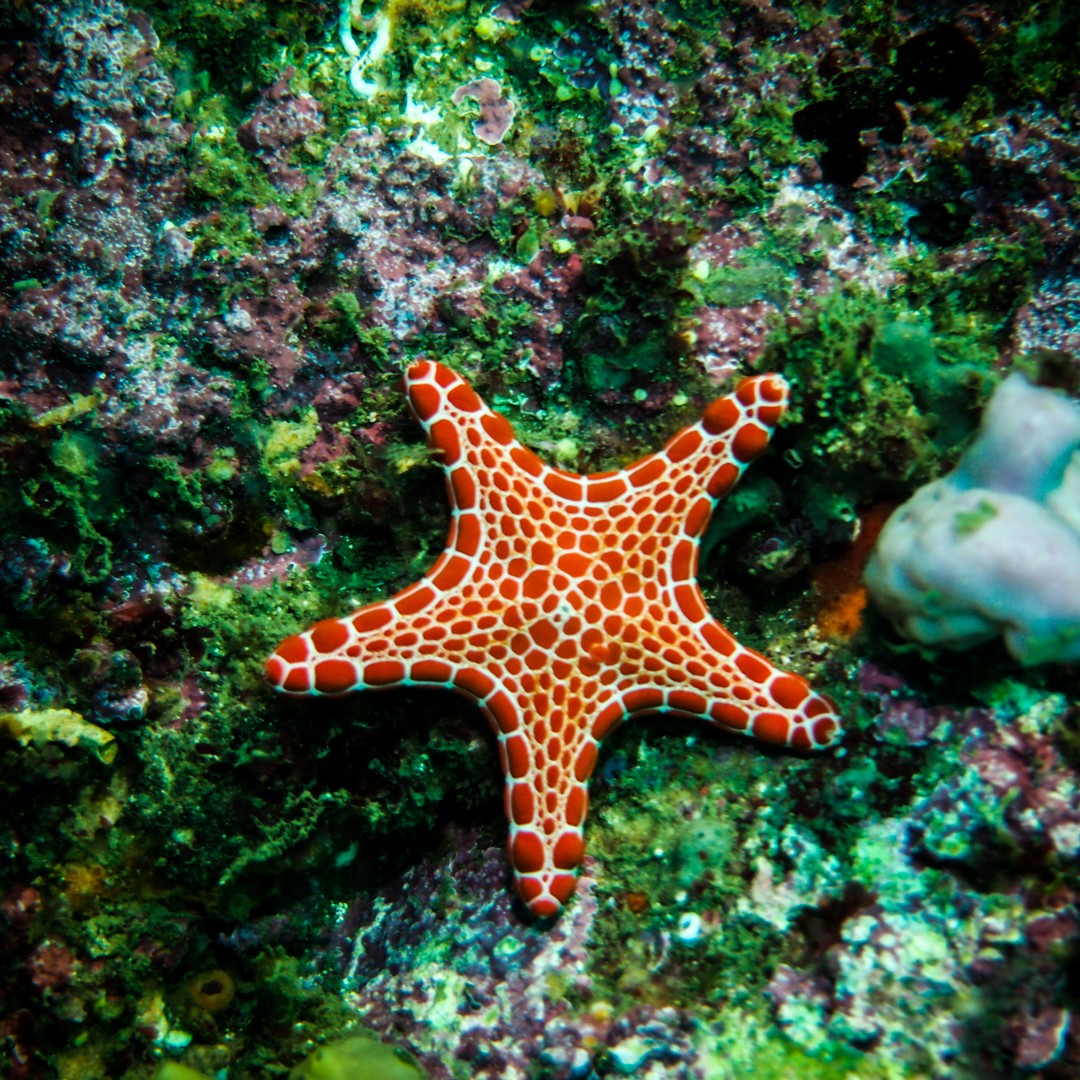 sydney diving starfish