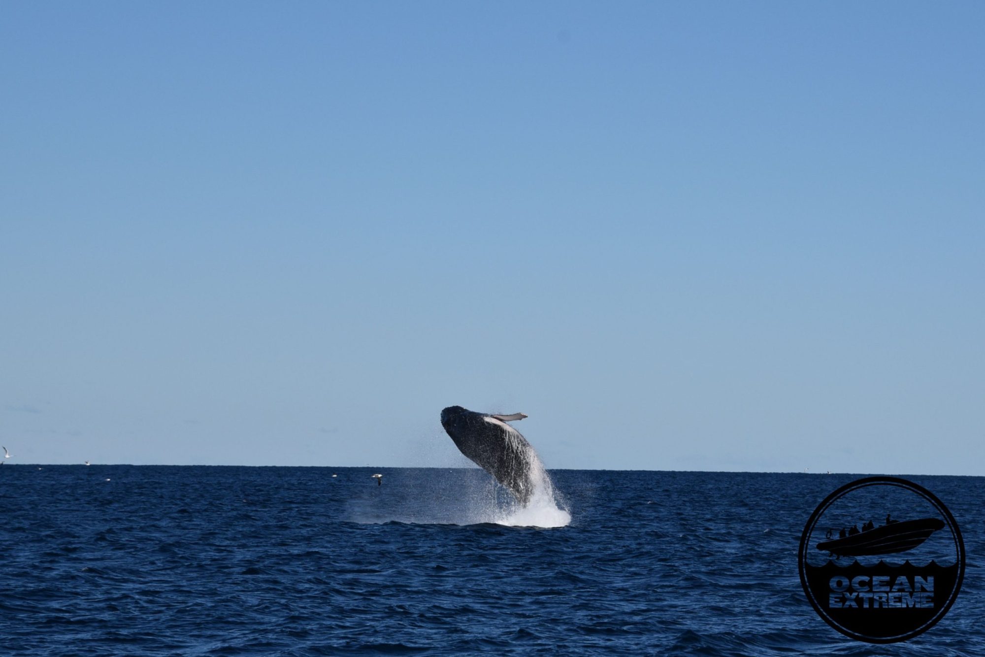Whale watching in Sydney with Ocean extreme