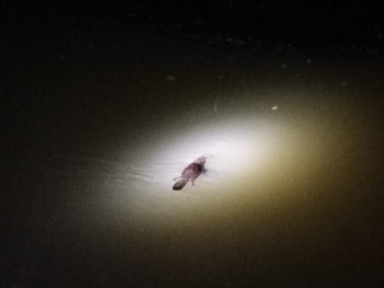 elusive platypus in Cairns Rain forest in Australia