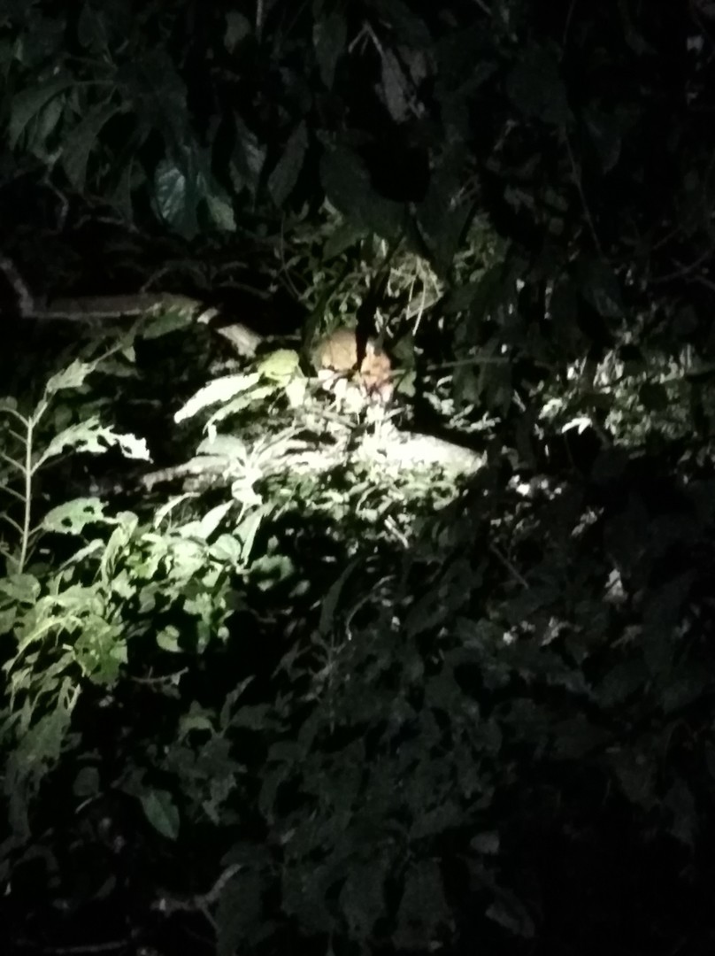 wildlife tour cairns rain forest night walk